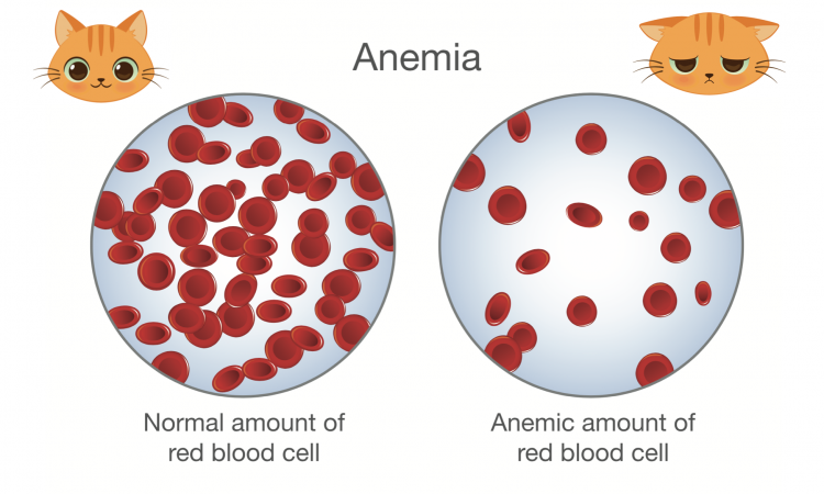 L’anemia nel gatto